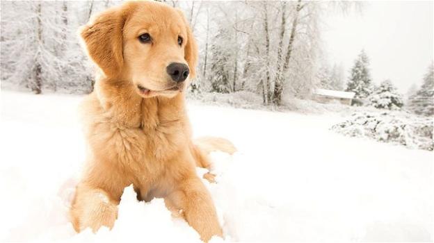 Vacanze invernali in montagna con il proprio cane. Ecco alcuni consigli