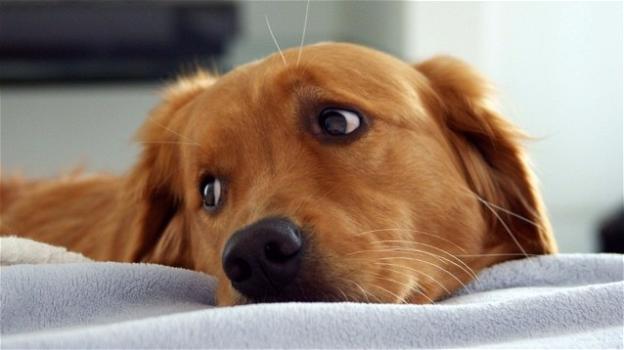 Leishmaniosi nei cani: sintomi, prevenzione e trattamento