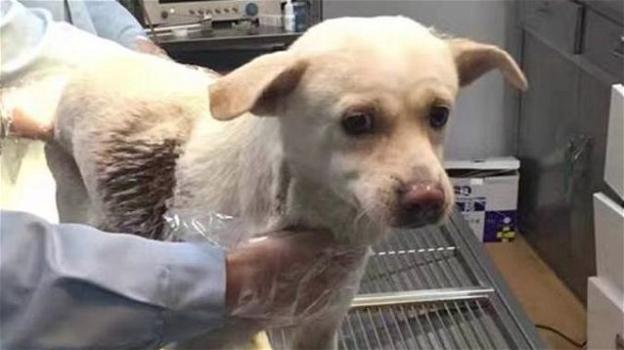 Cina: cane si salva dopo essere stato trafitto da due frecce