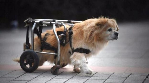 Il cane con il carrellino diventa la superstar in Cina