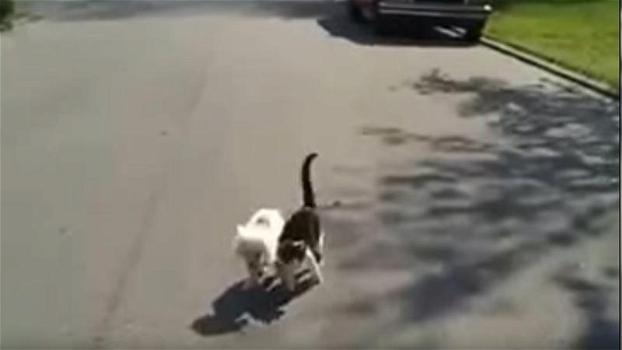 Un cane cieco cammina per strada. Ecco cosa fa per lui il suo amico gatto