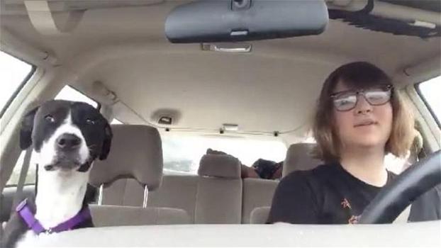 Questo cane ama viaggiare in macchina. Quando inizia la musica, la sua reazione è esilarante!