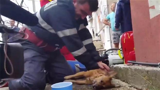Un pompiere salva un cane con la respirazione “bocca a bocca”. Un vero eroe!