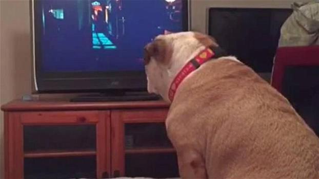 Questo cane guarda un film dell’horror. Ecco cosa fa per proteggere la protagonista