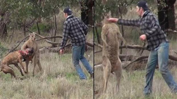 Prende a pugni un canguro per salvare il suo cane. La reazione dell’animale è inaspettata!