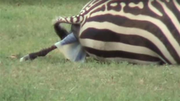 Una zebra si accascia al suolo. Quello che accade poco dopo è un vero miracolo