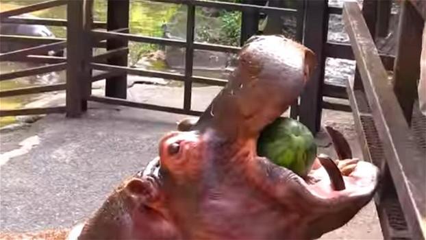 Mette un’anguria intera nella bocca dell’ippopotamo. La reazione dell’animale è sorprendente!
