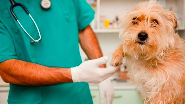 Ehrlichiosi canina: sintomi, trattamento e prevenzione