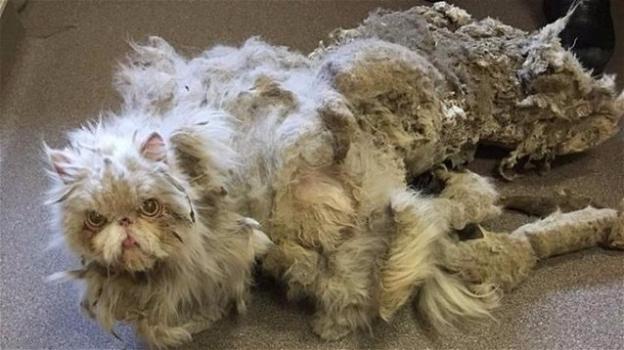 Gatto persiano intrappolato nel proprio pelo salvato da un passante