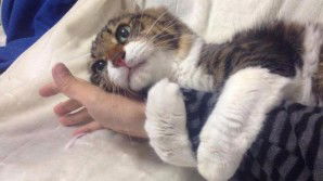 Ecco il gatto più affettuoso al mondo