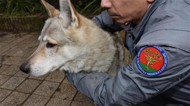 Il mistero legato ad Alaska: è cane o ibrido di lupo?