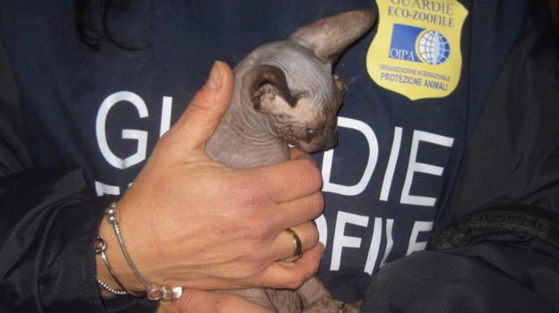 Udine: sequestrati 8 gatti usati per sfornare cuccioli