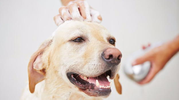 Le 10 cose che amano fare i cani e che noi non conosciamo