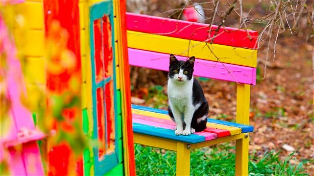 In Turchia è nato il villaggio per i gatti randagi