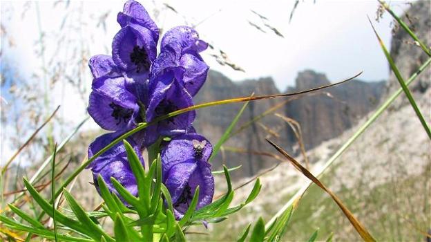 L’aconito napello è il fiore più velenoso della flora italiana
