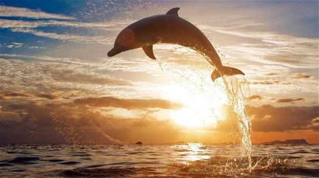 Cucciolo di delfino muore dopo che i turisti lo usano per dei selfie