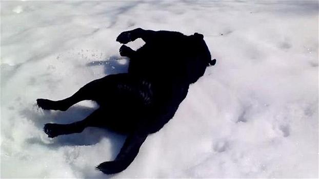 Quando vede il cane divertirsi sulla neve in questo modo, il suo padrone decide di riprendere tutto!