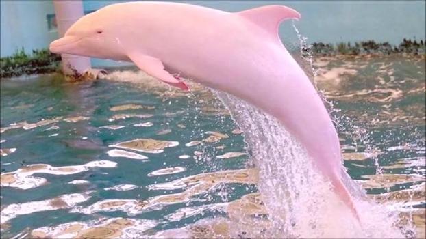 Pinkie, un raro delfino rosa, è stato avvistato nelle acque della Louisiana