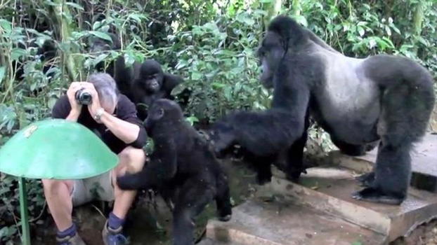 Alcuni gorilla si avvicinano ad un uomo. Quello che gli fanno è davvero sorprendente!