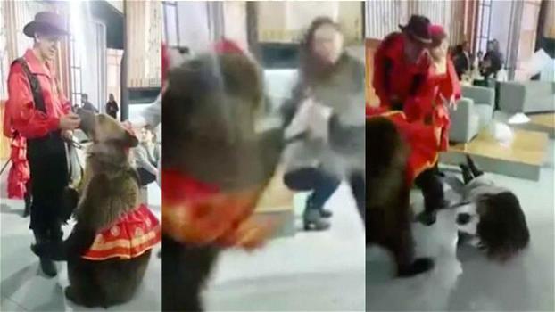 Orso in costume attacca una presentatrice tv in Russia