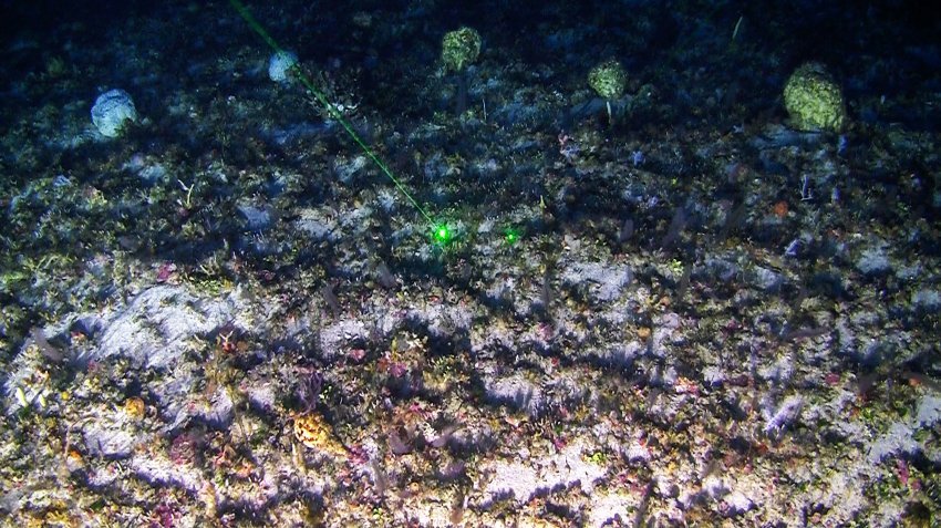 barriera-corallina-brasile