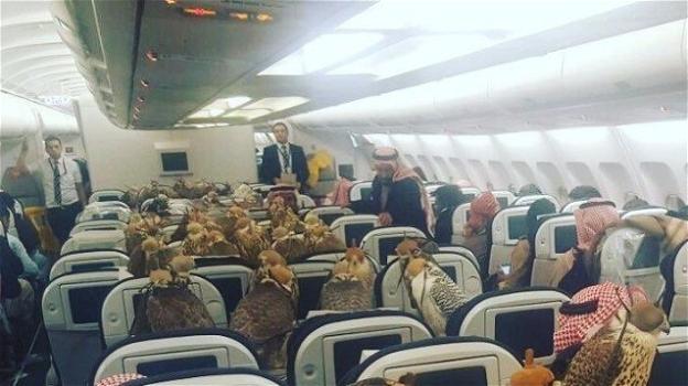 Principe Saudita viaggia su aereo di linea con i suoi 80 falchi
