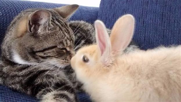 Ecco a voi il grande amore tra un gatto ed un coniglio