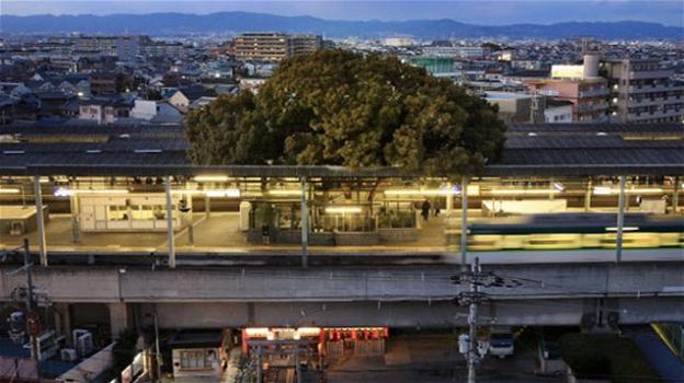 Giappone: stazione ferroviaria costruita intorno ad un albero