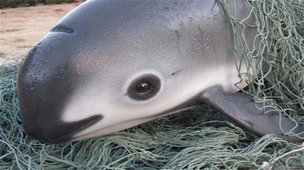 Vaquita, il più piccolo cetaceo al mondo sta scomparendo