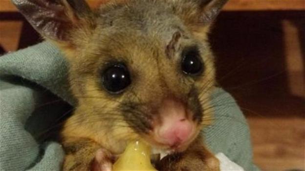 Un opossum orfano presto troverà casa nei boschi australiani