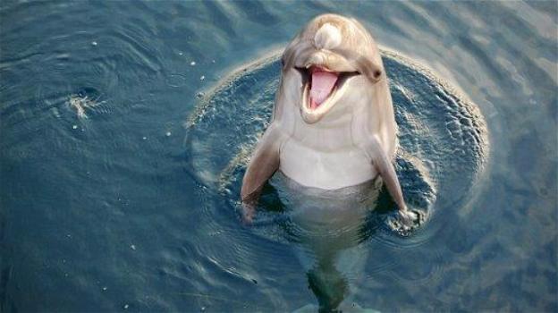 L’incredibile caso di un delfino che nuota in Arno da più di un mese