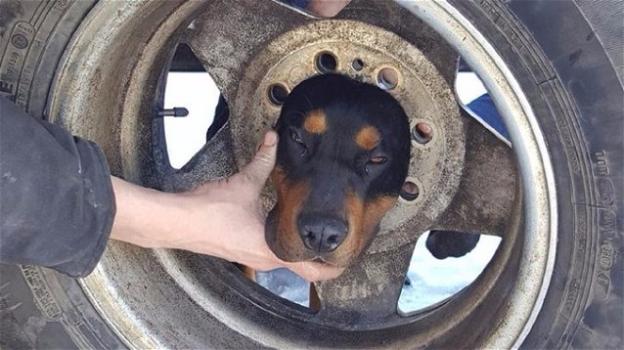 Un cane con la testa incastrata in un pneumatico viene salvato