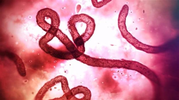Ebola: scoperta la cura negli anticorpi dei cavalli