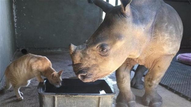 Un rinoceronte orfano trova come inaspettato amico un gatto!