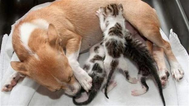 Un cane rimasto lontano dai suoi cuccioli si prende cura dei gattini