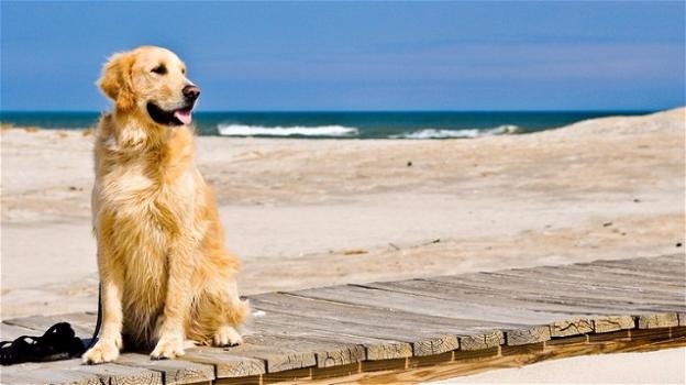 Senza il guinzaglio in spiaggia, cane spaventa una famiglia