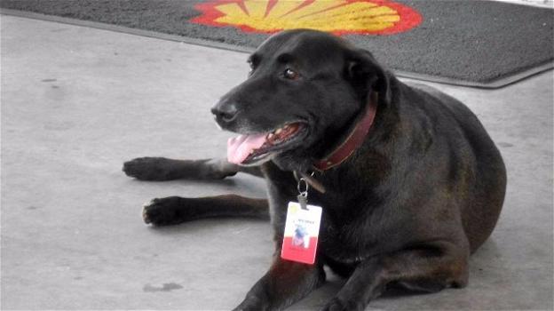 Brasile: Negão, il primo cane benzinaio della storia