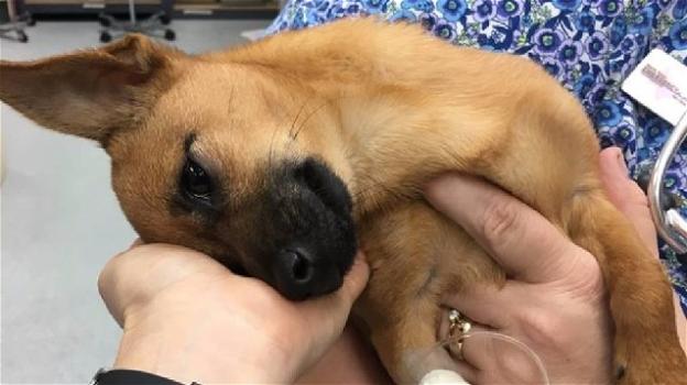 La polizia salva un cane trovato in overdose
