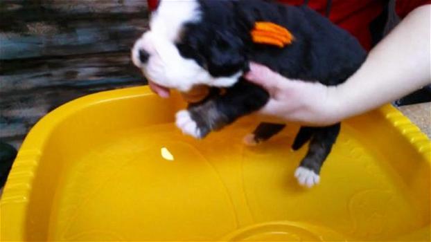 Questo cucciolo fa il bagnetto per la prima volta. La sua reazione al contatto con l’acqua è adorabile!