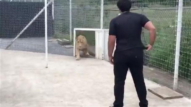 Un leone incontra l’uomo che lo ha salvato. Il modo in cui lo ringrazia è commovente!