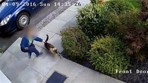 La telecamera riprende un ragazzo che picchia il gatto dei vicini. Alla fine riceve la lezione che merita!