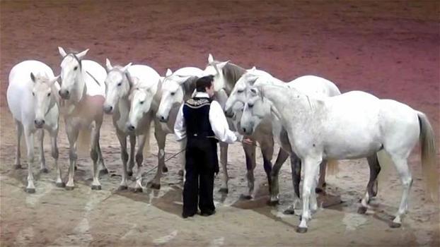 Un uomo allinea i cavalli in posizione. Insieme danno vita ad uno spettacolo sorprendente!