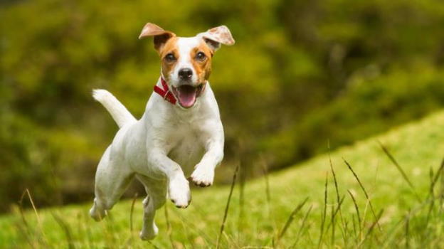 Il cane scodinzola: ma sarà vero che è contento?