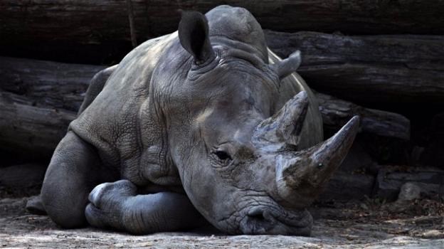 In Francia uccidono un rinoceronte dello zoo per il suo corno