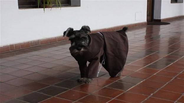 Bolivia, un cane mascotte del convento dei frati francescani