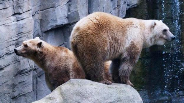 Orso scappa dalla zoo tedesco: abbattuto