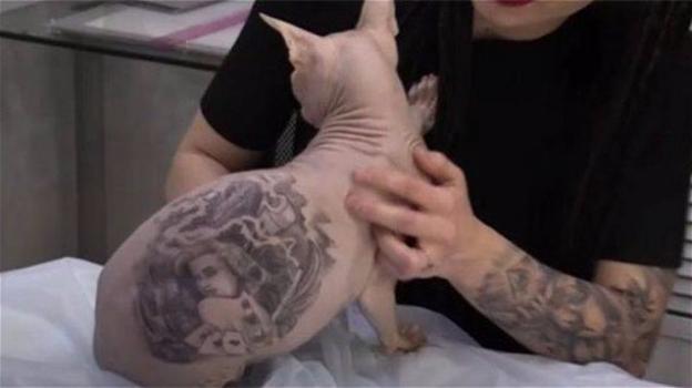 Artista russo tatua il suo gatto sphynx scatenando le ire del web