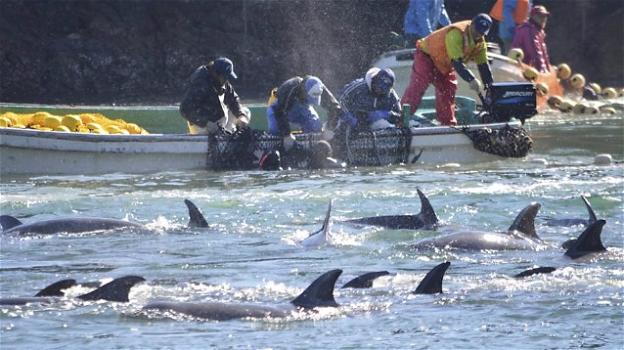 Isole Eolie, pescatori in rivolta: "O noi o i delfini"