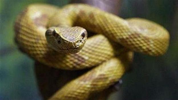 Brasile: isola dei serpenti velenosi, 4000 esemplari invece di turisti