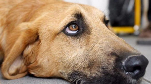 Orrore a Colorina, un cane viene ucciso e mutilato